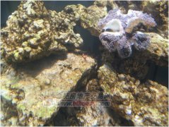 ���|�R���󺣰�ؼ� �Ϸ���ǧԪ��������ҾӺ����^