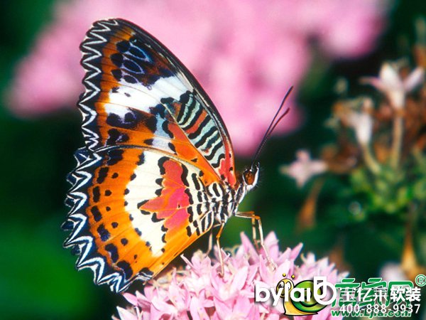 ܛ�b�^���ˣ������w�衤�A��֮�s �ڶ����ͺ����Ђ�������������